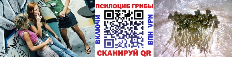 Галлюциногенные грибы Cubensis  сколько стоит  blacksprut ТОР  Кингисепп 